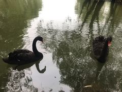 -长兴太湖图影湿地文化园
