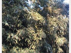 -北京动物园-畅观楼