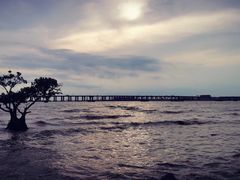 -宝安西湾红树林湿地公园