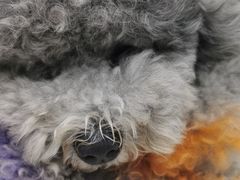 -宠福鑫康馨动物医院·骨科·眼科
