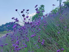 -石井坡(地铁站)