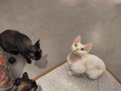 -琪喵猫屋·撸猫猫咖·猫舍