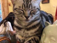 -猫色咖啡·猫咖