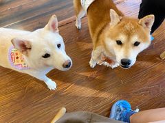 -豆柴町-柴犬主题狗咖(红鼎国际C座店)