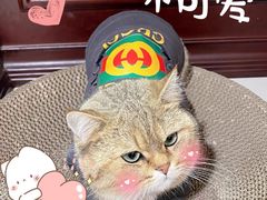 -萌宠之家·腊肠犬·马尔泰·小体犬舍