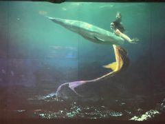 -烟台海昌鲸鲨海洋公园