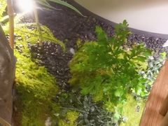 -绿茶餐厅(淮安吾悦广场店)