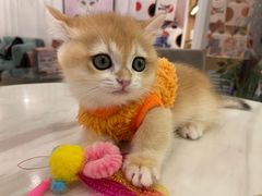 -袖虎·猫馆(体育西路店)