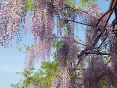 -嘉定紫藤园