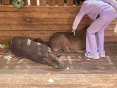 -廊坊固安福朋喜来登酒店