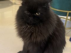 -平行世界·猫咖(首经贸店)