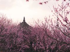 -秀丽东方
