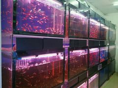 -花鸟鱼古玩市场