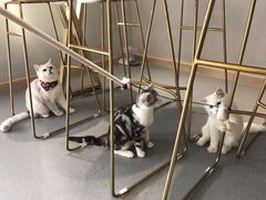 -飞行喵MR PILOT|猫舍·猫咖(静安大融城店)