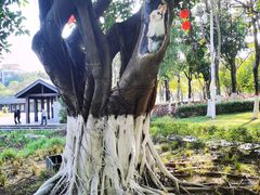 -映月湖公园