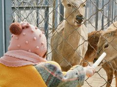 -长白岛森林公园