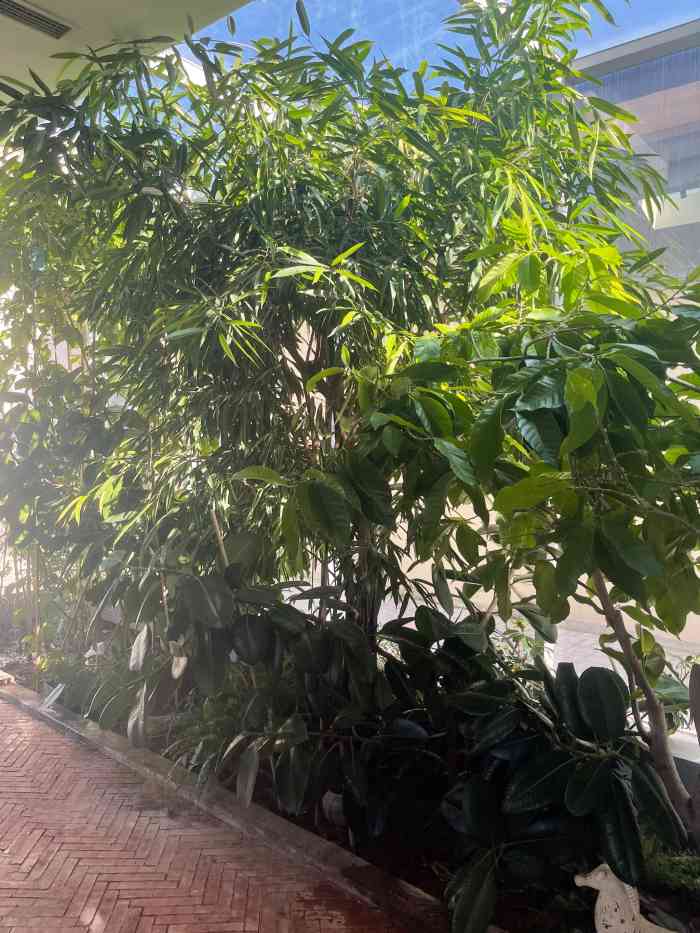 cyber plants-"以前的回声果汁又换装了嘛~~ 从人家市.