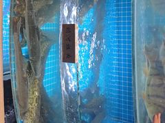 -瑞琳阿尔泰冷水鱼(康源财富中心店)