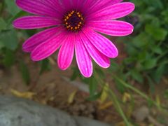 -金百万烤鸭店(马甸店)