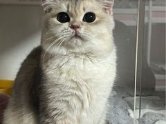 -Bastet sally猫舍购宠(静安店)