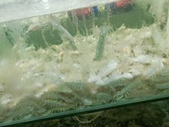 -海岸风情蒸汽海鲜自助餐厅(家宴金手勺店)