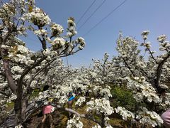 -树山生态村