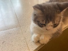 -飞行喵MR PILOT|猫舍·猫咖(静安大融城店)