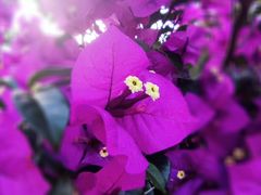 -西双版纳原始森林公园