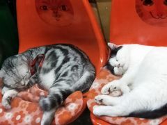 -猫咪博物馆(顶澳仔猫街店)