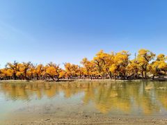 -金塔沙漠胡杨林景区