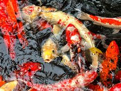 -新世纪大酒楼·30年南海菜