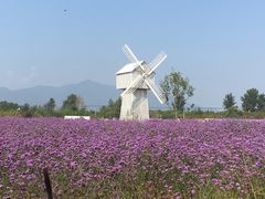 -北京东方普罗旺斯薰衣草庄园