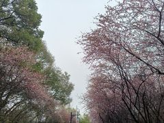 -八大山人梅湖景区