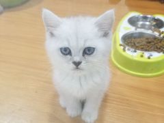 -龟与熊猫宠物公园(南坪店)