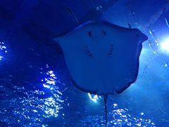 -芜湖新华联大白鲸海洋公园