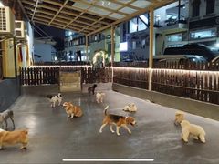 -宠物之家Pets Home 宠物寄养酒店