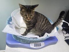 -纳吉亚猫专科动物医院·北北分院
