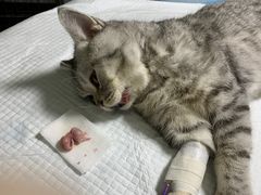 -达爱动物医院·犬猫分区·CT·复杂眼科(远洋山水分院)
