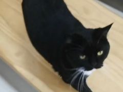 -鼓捣猫呢主题猫咖店