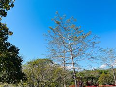 -中国科学院西双版纳热带植物园