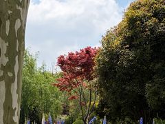 -上海鲜花港