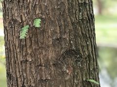 -共青国家森林公园-南大门停车场
