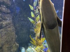 -太平洋海底世界