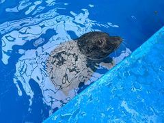 -海合安成都极地海洋公园