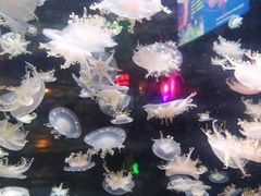 -太平洋海底世界