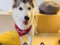 -Husky Go! 哈士奇体验馆·宠物咖啡厅狗咖