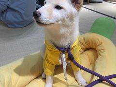 -逗柴咖啡屋·狗咖猫咖宠物桌游