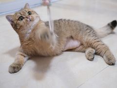-乐宠动物医院