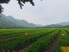 -中国茶叶博物馆(双峰馆区)