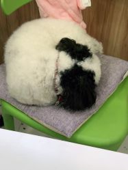 -Moni星球萌宠·小马宝莉·灵蛇·高端高阶全萌宠互动体验俱乐部(红豆国际广场店)